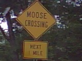 Moose Crossing Sign