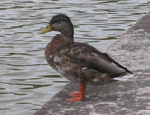 duck.jpg