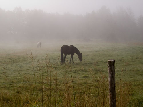 Horse in field