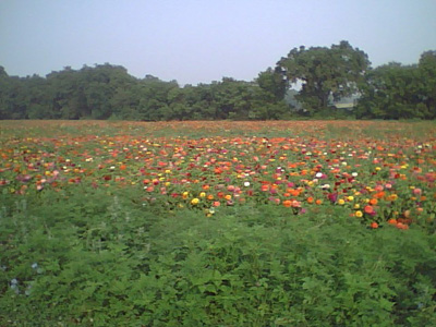 Marigolds, I think