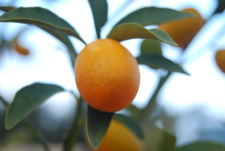 Mini-Oranges