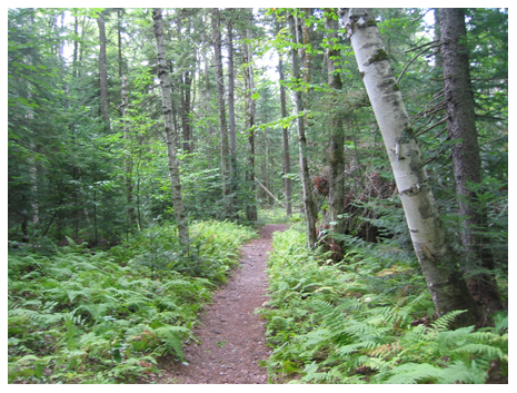 Path Through Wiessner Woods