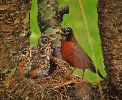robin_23.jpg