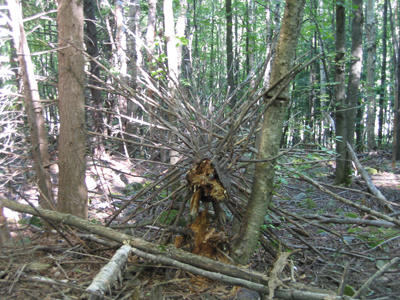 Toppled Trees