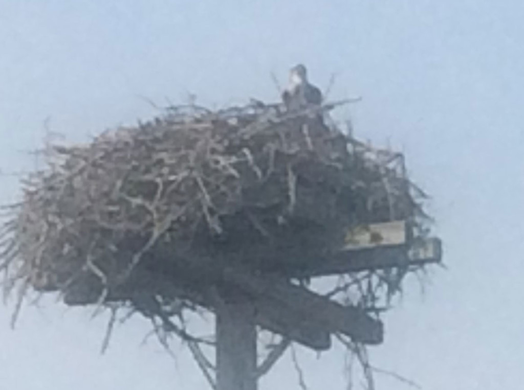 Osprey
