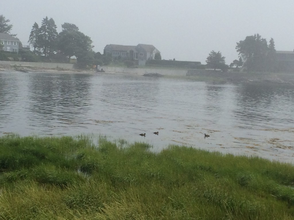 Fog at Cove on Shore Road
