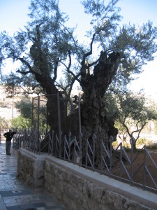 Olive Tree from the time of Jesus