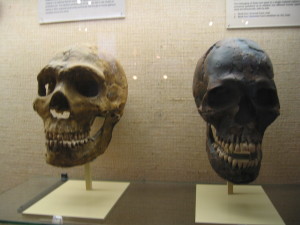 Skulls in Israel Museum