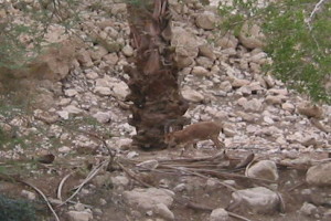 Ibex at Ein Gedi