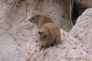 Marmots at Ein Gedi