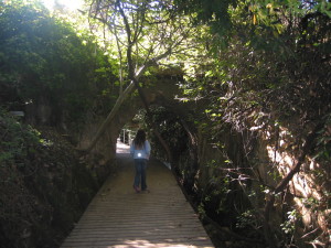Wood Path at Banya Springs