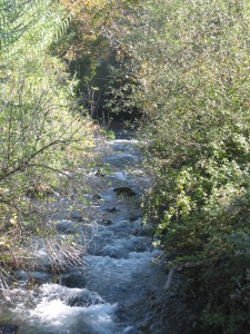 Banya Springs