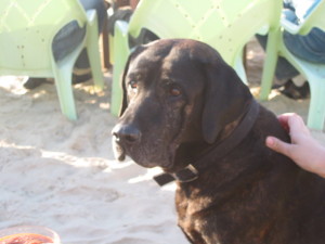 Dog on Banana Beach