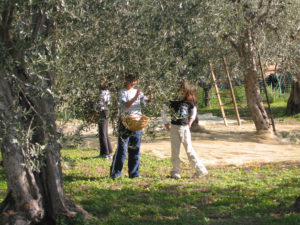 Olive PIcking