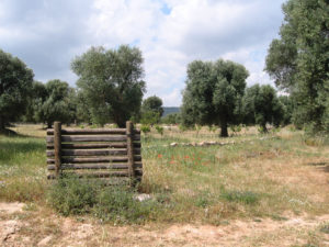 Masseria Il Frantoio