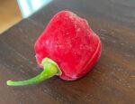 Scotch Bonnet Pepper